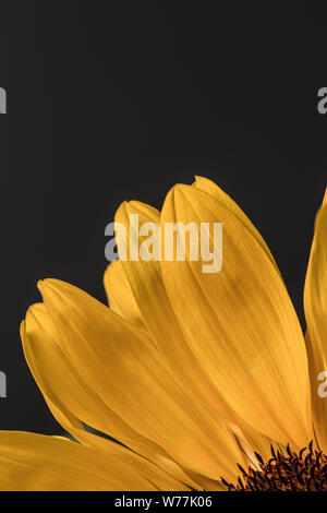 Yellow sunflower petals in bloom close up still on a dark black background Stock Photo