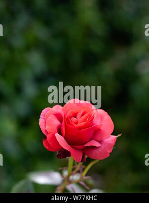 Red Rose in garden. Stock Photo
