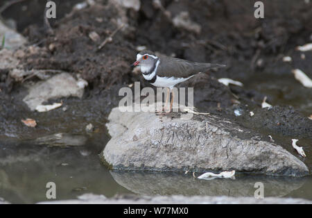 Three-banded plover (Charadrius tricollaris) foraging in a stream Stock Photo