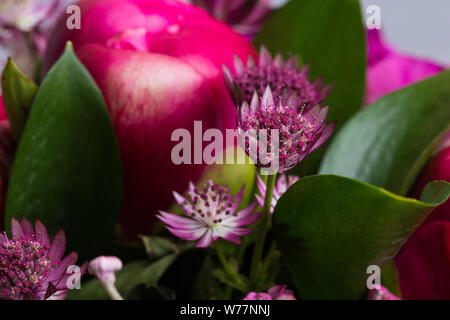 Red peony flower in bloom macro still Stock Photo