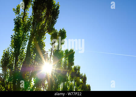 Green trees landscape with sun shining thru on a blue sky Stock Photo