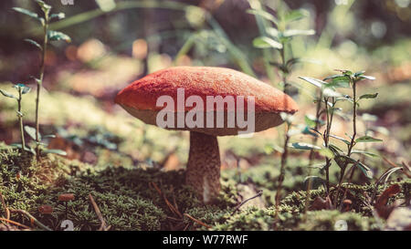 Big mushroom aspen forest in autumn. Forest mushroom picking season. Leccinum aurantiacum. Red-capped scaber stalk. Edible boletes. Mushrooms picking Stock Photo