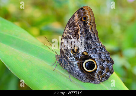 Exotic Yellow-edged Giant Owl butterfly Caligo on leaf in Amazonian tropical forest Stock Photo