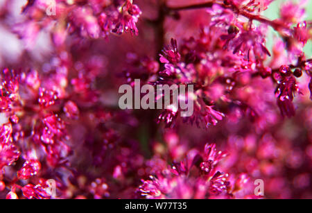 small pink and red flowers with small leaves photographed with macro in Umea Stock Photo