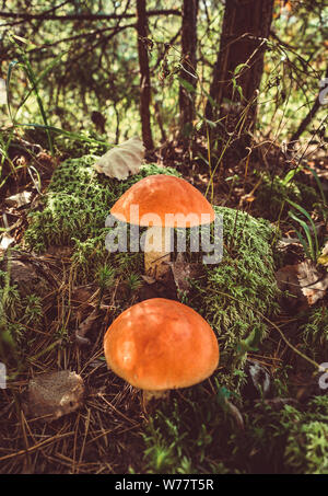 Two big mushrooms aspen forest in autumn. Forest mushrooms picking season. Leccinum aurantiacum. Red-capped scaber stalk. Edible boletes. Mushrooms Stock Photo