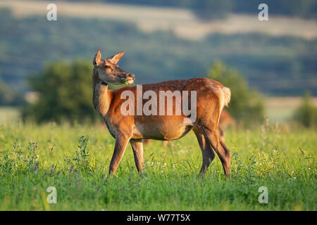 Red deer hind looking behind in tranquil atmosphere in springtime at sunset. Stock Photo