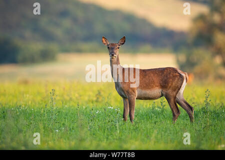 Tense red deer hind with warm light on a summer evening standing on meadow Stock Photo