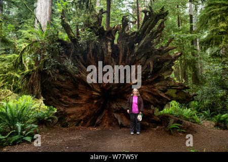 CA03434-00...CALIFORNIA - Karen Pippenger stands next to a redwood tree root ball in Redwoods National Park. Stock Photo