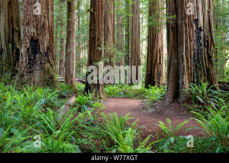 CA03455-00...CALIFORNIA - Stout Grove in Jediah Smith Redwoods State Park along the Redwood Coast. Stock Photo