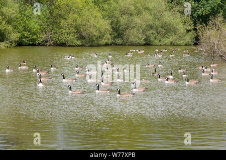 Flock of Canada Geese (Branta canadensis) on the lake at Loseley Park, Compton, Guildford, Surrey, England, United Kingdom. Stock Photo