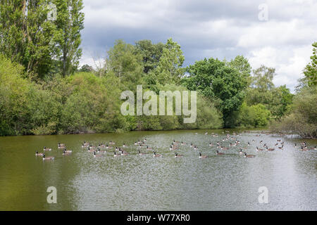 Flock of Canada Geese (Branta canadensis) on the lake at Loseley Park, Compton, Guildford, Surrey, England, United Kingdom. Stock Photo