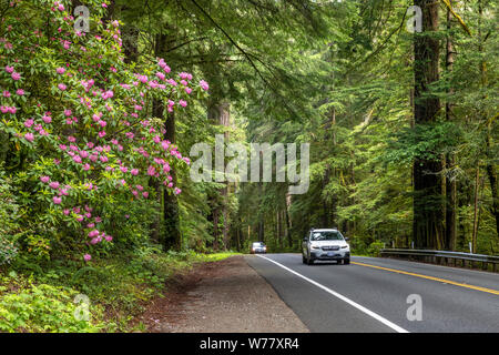 CA03458-00...CALIFORNIA - US Highway 199 near Crescent City passes through groves of redwoods and rhododendrons. Stock Photo