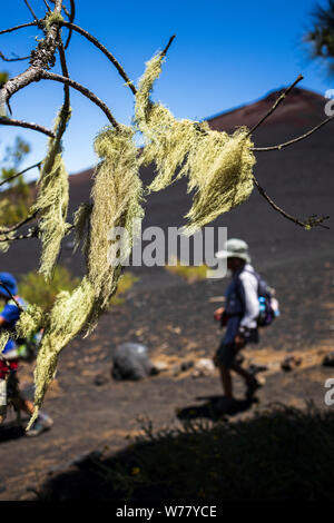 Spanish moss, Tillandsia usneoides, hanging from the trees  in the pine forest near to Chinyero, Tenerife, Canary Islands, Spain Stock Photo