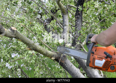 cutting apple tree in blossom with chainsaw, image Stock Photo
