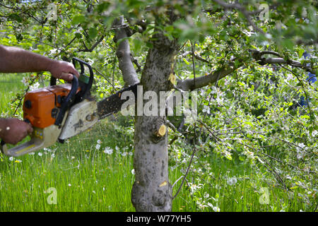 cutting apple tree in blossom with chainsaw, image Stock Photo