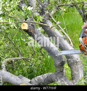 cutting apple tree in blossom with chainsaw, image Stock Photo