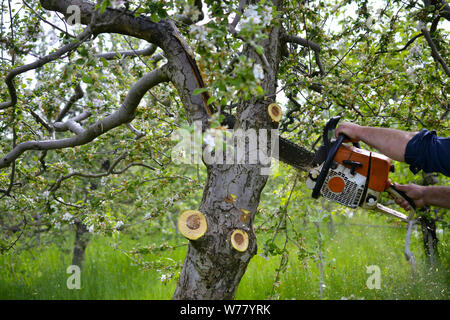 cutting apple tree in blossom with chainsaw, image Stock Photo