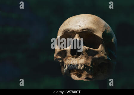 Human skull of a skeleton in bone remains. Evolution and specie concept against a black background. Empty copy space for Editor's text Stock Photo