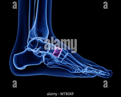 3d rendered medically accurate illustration of the intermediate cuneiform bone Stock Photo