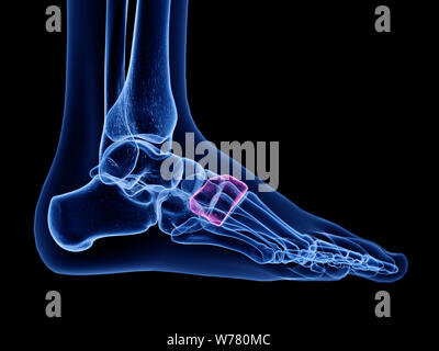 3d rendered medically accurate illustration of the medial cuneiform bone Stock Photo