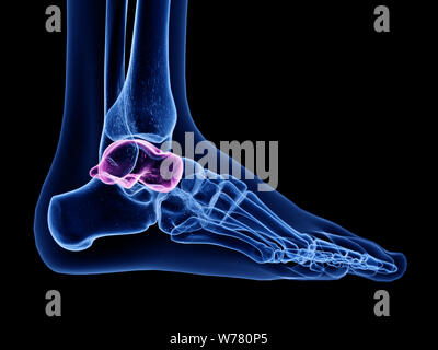 3d rendered medically accurate illustration of the talus bone Stock Photo