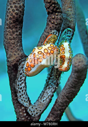 Two Flamingo tongues (Cyphoma gibbosum) on a sponge, Curacao Stock Photo