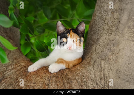 Cute young cat, white with tortoiseshell patches, resting on a fork of a thick tree branch and watching curiously with yellow eyes, Rhodes, Greece Stock Photo