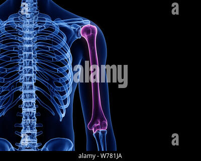 3d rendered medically accurate illustration of the humerus bone Stock Photo