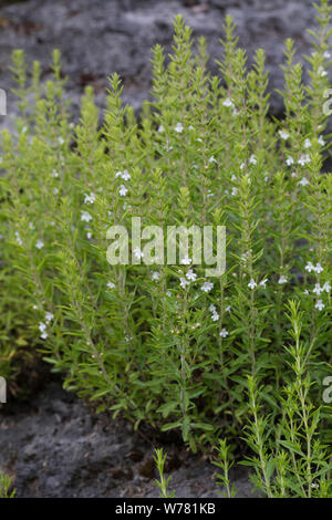 Berg-Bohnenkraut, Bergbohnenkraut, Winter-Bohnenkraut, Bohnenkraut, Winterbohnenkraut, Satureja montana, Winter savory, mountain savory, La sarriette Stock Photo