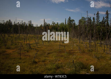 Dead trees stand across a marshy wetland in a boreal forest landscape showing natural regeneration after environmental disturbance in Nova Scotia Canada Stock Photo