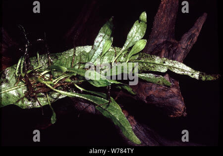 Plantulae on the frond of Java fern, Microsorum pteropus Stock Photo