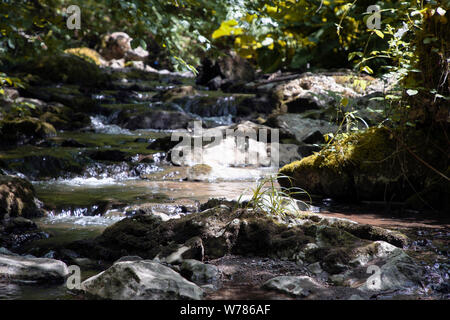 TARA National Park, Serbia - Waterfalls and rapids of a mountain stream Stock Photo