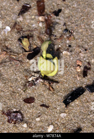Sprouted seeds of the mangrove plant Avicennia alba Stock Photo
