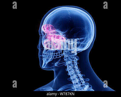 3d rendered medically accurate illustration of the sinuses Stock Photo