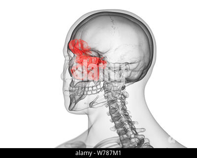 3d rendered medically accurate illustration of the sinuses Stock Photo