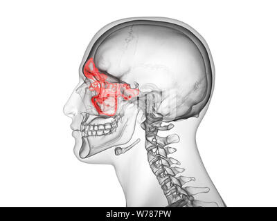 3d rendered medically accurate illustration of the sinuses Stock Photo