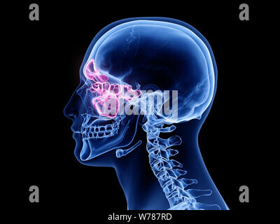 3d rendered medically accurate illustration of the sinuses Stock Photo