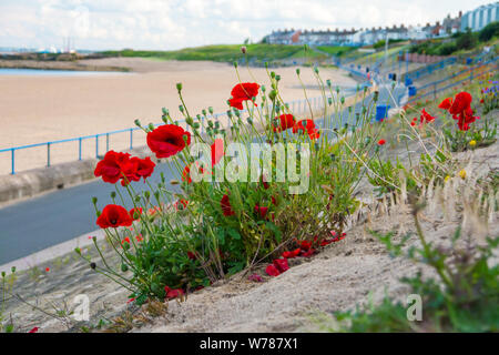 Red Poppies Growing Wild along an Embankment at Newbiggin-by-the-Sea Coast Stock Photo