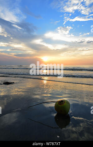 Coconut on the beach when sun rising up Stock Photo