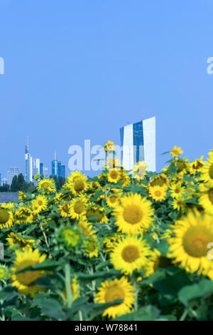 View of the Frankfurt skyline from a gardening shop with sunflowers, Europe, Germany, Hessen, Rhein-Main, Frankfurt am Main Stock Photo
