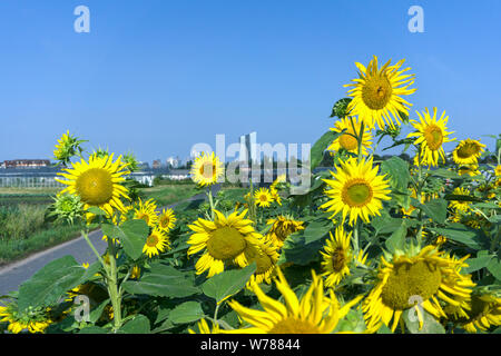 View of the Frankfurt skyline from a gardening shop with sunflowers, Europe, Germany, Hessen, Rhein-Main, Frankfurt am Main Stock Photo