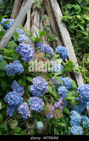 Lush Blue Endless Summer Mophead Hydrangea with wood background Stock Photo