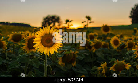 Sunflower fields in warm evening light Stock Photo