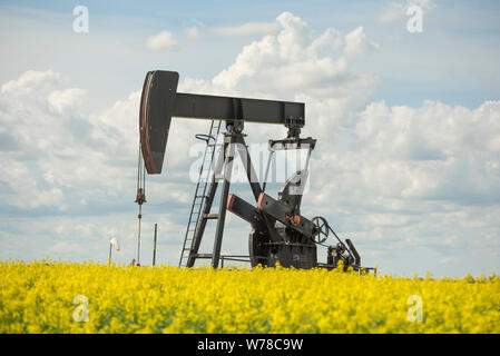 Pumpjack, or oil donkey amid canola in the open prairie in western Manitoba. Stock Photo