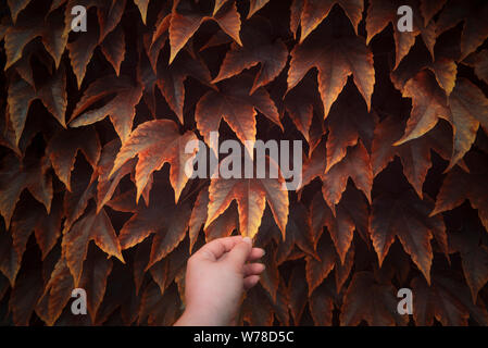 Colorful fall frame. Golden and red autumn leaves on a wall and a hand touching one leaf. Autumn colored ivy leaves background. Picking autumn leaf. Stock Photo