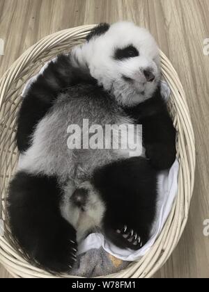 A giant panda cub rests in a basket at the Wolong National Nature Reserve in Ngawa Tibetan and Qiang Autonomous Prefecture, southwest China's Sichuan Stock Photo