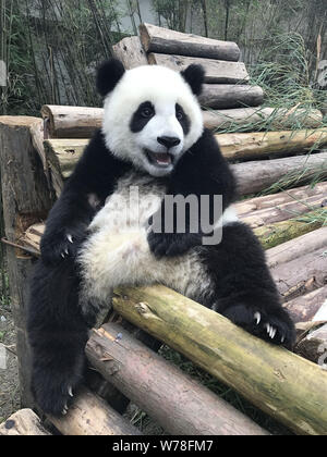 A giant panda rests on a wooden stand at the Wolong National Nature Reserve in Ngawa Tibetan and Qiang Autonomous Prefecture, southwest China's Sichua Stock Photo