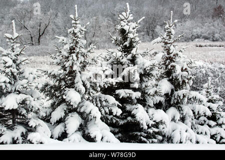 A row of snow covered pine trees in front of wetlands and deciduous trees covered in snow in Wisconsin, USA Stock Photo