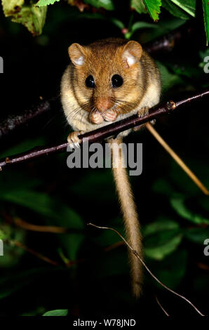 dormouse dormice mouse mice rodent rodents mammal mammals animal ...