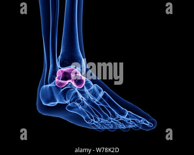 3d rendered medically accurate illustration of the talus bone Stock Photo